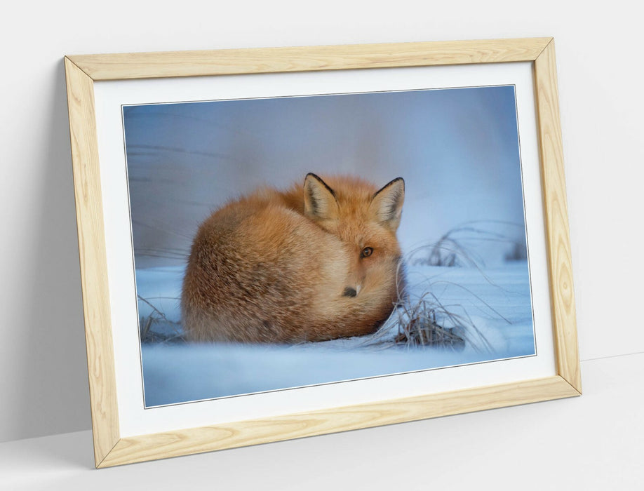 RED FOX SNOWY, WILDLIFE PHOTOGRAPHY -ART FRAMED POSTER PICTURE PRINT ARTWORK