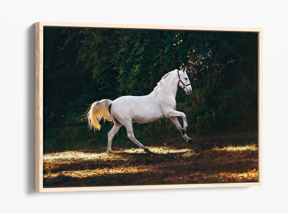 WHITE HORSE GALLOPING HOME BEDROOM DECOR FLOAT EFFECT CANVAS WALL ART PRINT