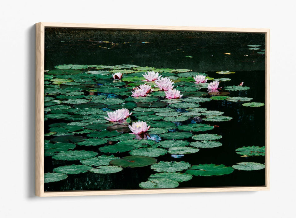 WATERLILIES FLORAL BOTANICAL PHOTOGRAPHY -FLOAT EFFECT CANVAS WALL ART PIC PRINT