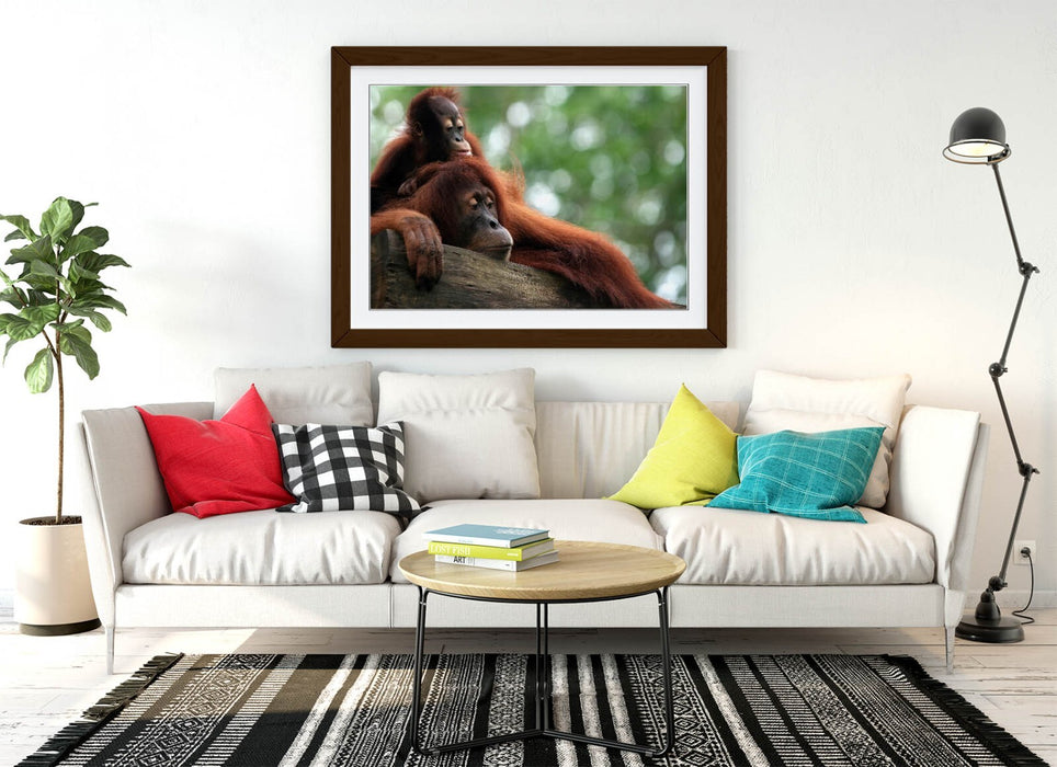 Orangutan Wall Art – Cute Mother and Baby Primate Framed Poster Print