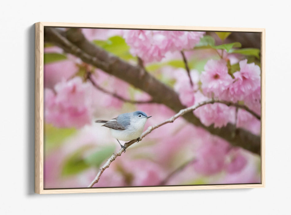 BIRD & CHERRY BLOSSOM PHOTOGRAPHY -FLOAT EFFECT CANVAS WALL ART PICTURE PRINT