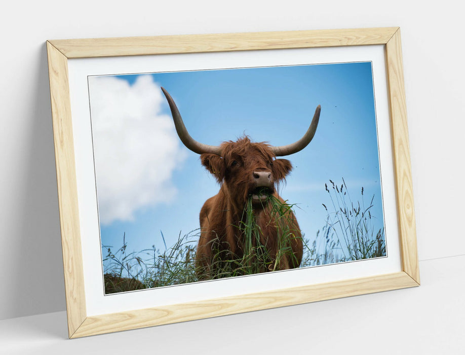 HIGHLAND COW BLUE SKY -WALL ART FRAMED POSTER PICTURE PRINT- ANIMAL PHOTO